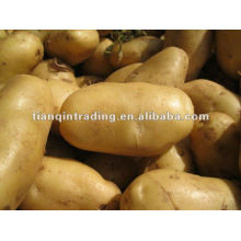 2012 fresh potato price